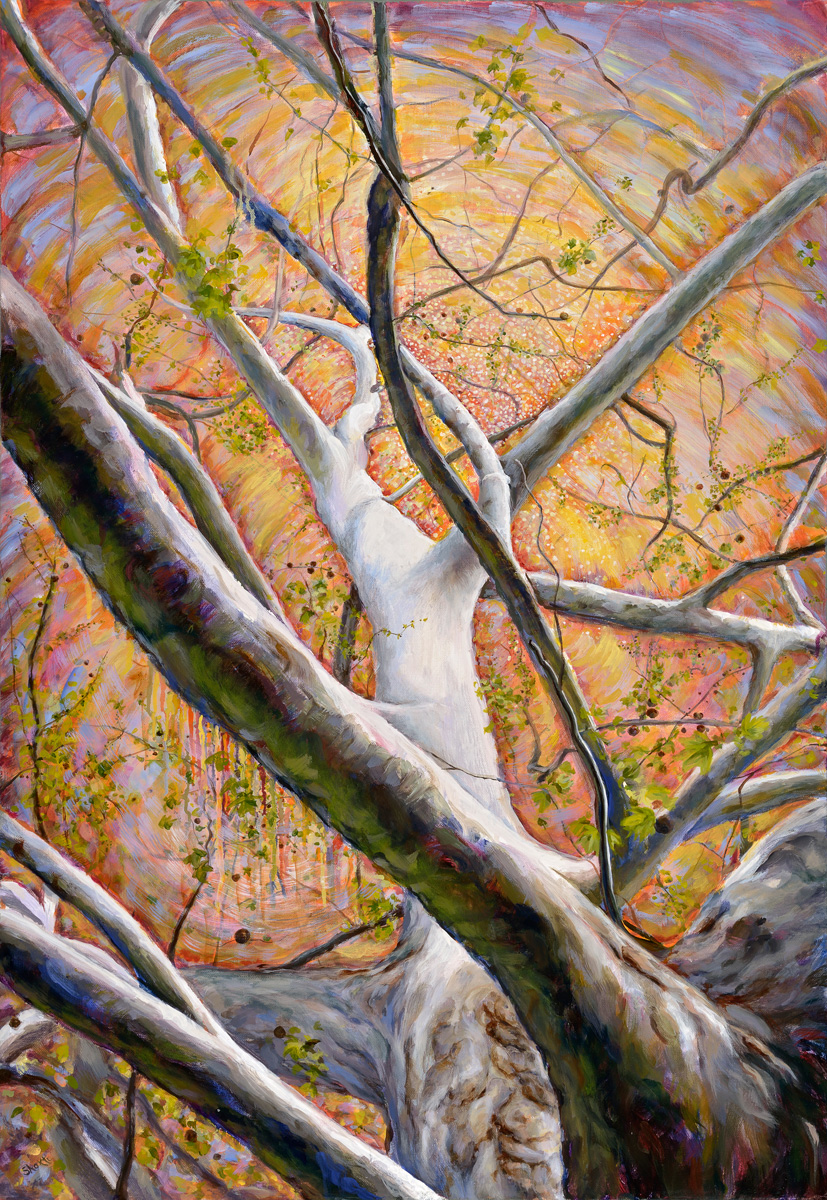 SYCAMORE: RISING UP<br>36 x 24 x 1.5